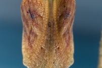 Le Tircis. La prcdente refixe  un support et 2 jours plus tard (Lpidoptre - Nymphalidae - Pararge aegeria)